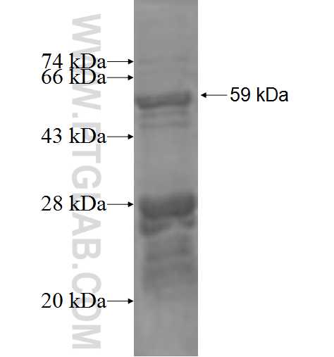 NEK11 fusion protein Ag3392 SDS-PAGE