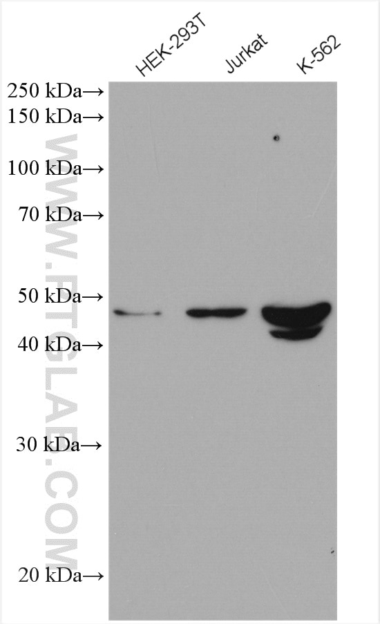 Western Blot (WB) analysis of various lysates using NEK2 Polyclonal antibody (14233-1-AP)