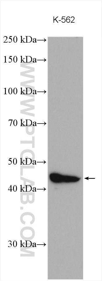 Western Blot (WB) analysis of various lysates using NEK2 Polyclonal antibody (24171-1-AP)