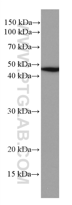 Western Blot (WB) analysis of THP-1 cells using NEK2 Monoclonal antibody (66632-1-Ig)