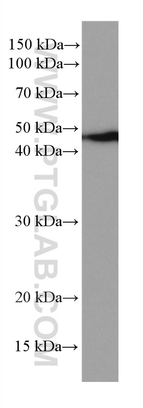 Western Blot (WB) analysis of K-562 cells using NEK2 Monoclonal antibody (66632-1-Ig)