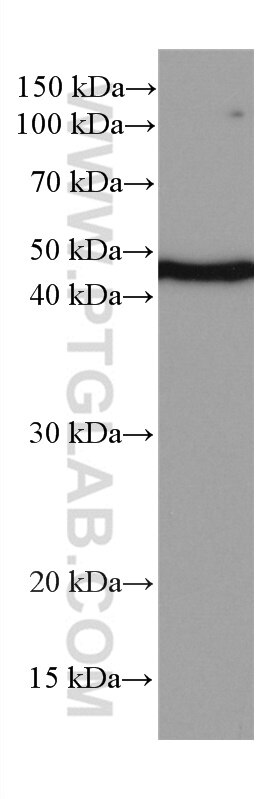 Western Blot (WB) analysis of HL-60 cells using NEK2 Monoclonal antibody (66632-1-Ig)
