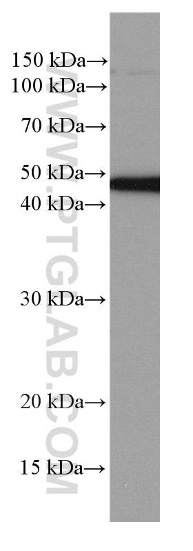 Western Blot (WB) analysis of RAW 264.7 cells using NEK2 Monoclonal antibody (66632-1-Ig)