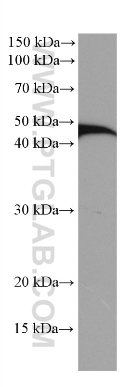 Western Blot (WB) analysis of rat thymus tissue using NEK2 Monoclonal antibody (66632-1-Ig)