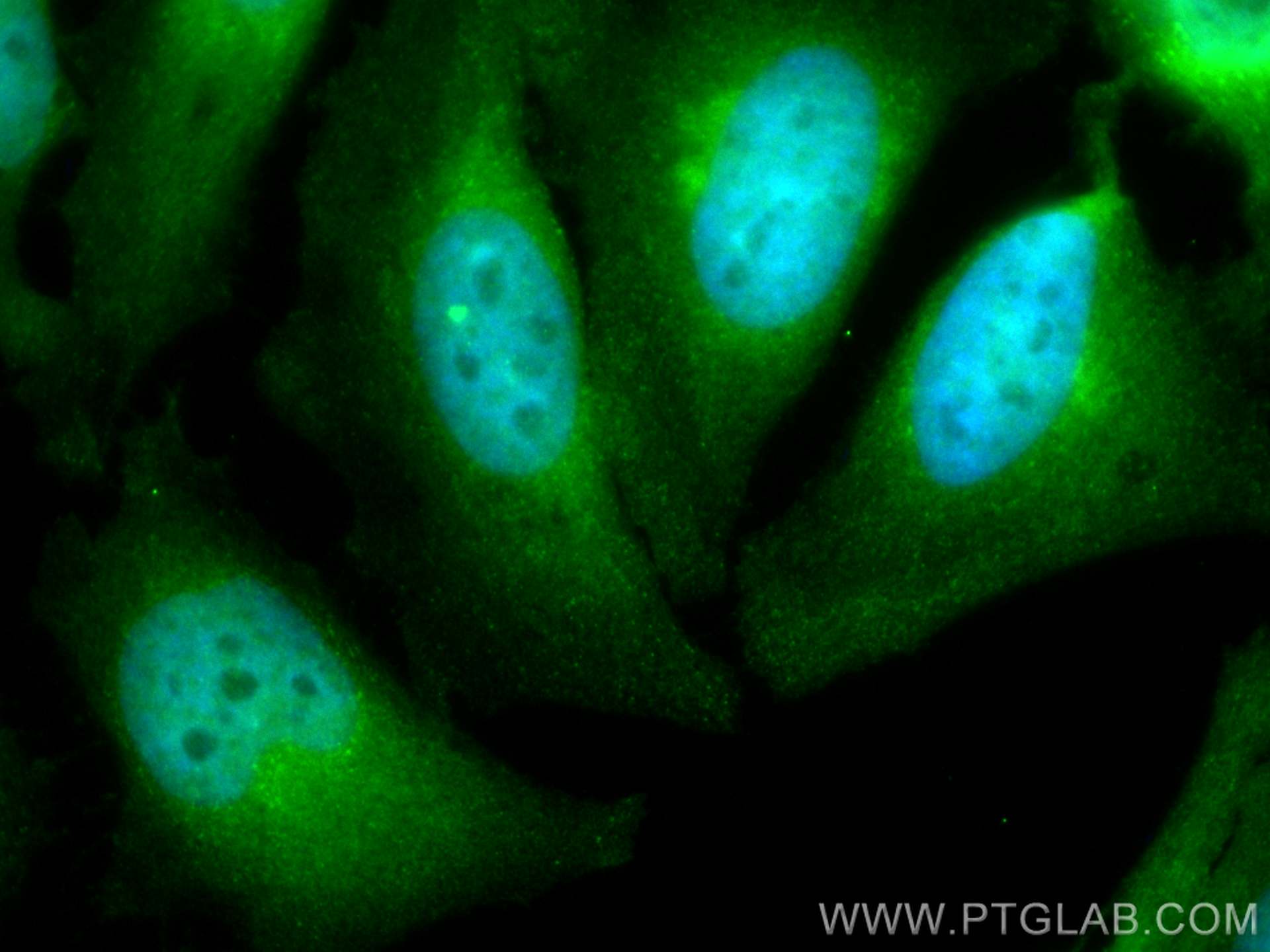 IF Staining of HeLa using CL488-24171