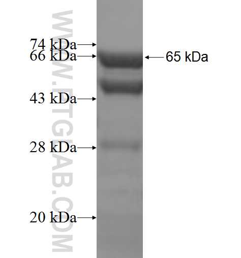 NEK2 fusion protein Ag5474 SDS-PAGE