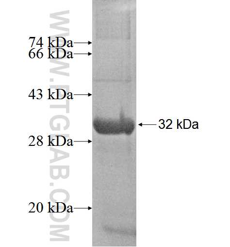 NEK3 fusion protein Ag3856 SDS-PAGE