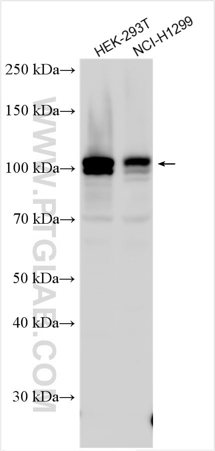 Western Blot (WB) analysis of various lysates using NEK4 Polyclonal antibody (31389-1-AP)