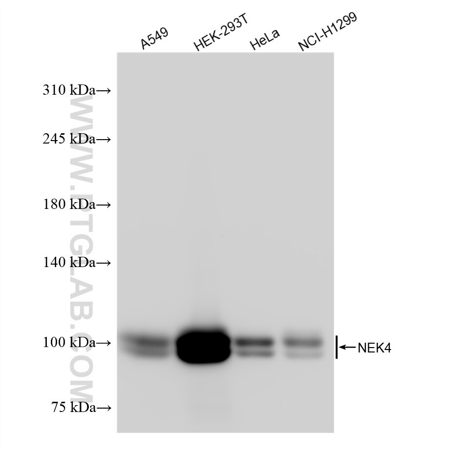 Western Blot (WB) analysis of various lysates using NEK4 Recombinant antibody (84654-4-RR)