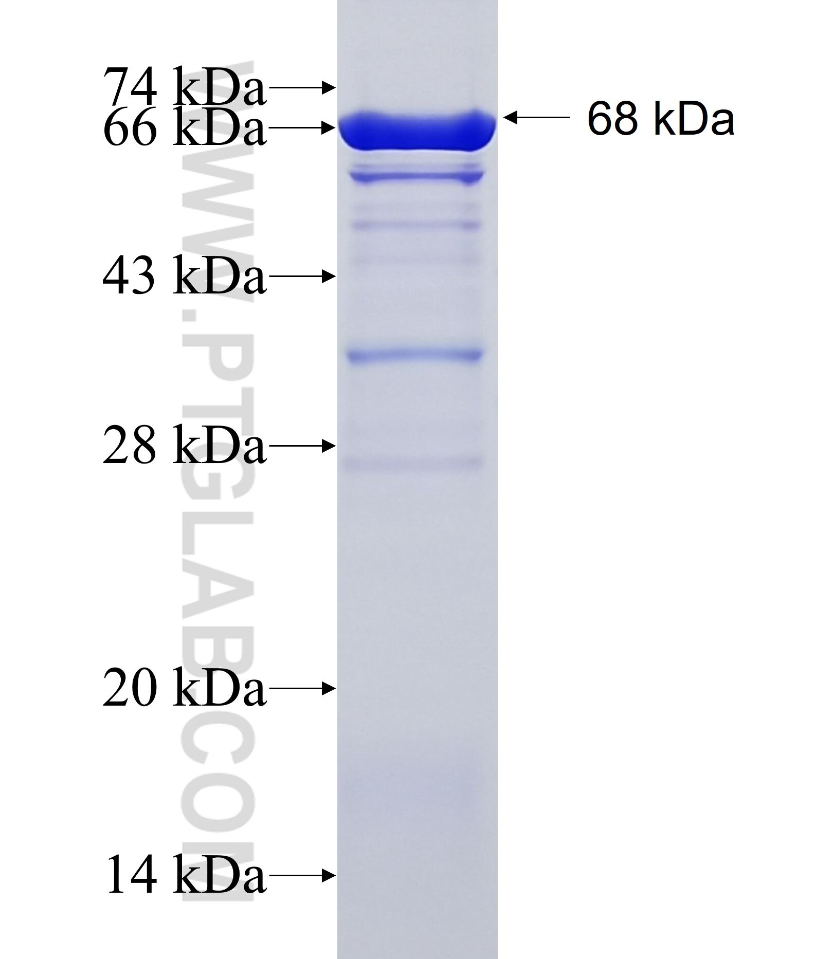NEK4 fusion protein Ag34929 SDS-PAGE
