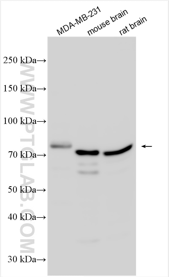 Western Blot (WB) analysis of various lysates using NEK5 Polyclonal antibody (26254-1-AP)