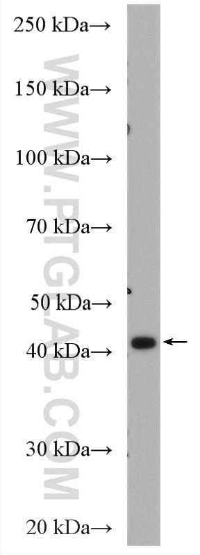 Western Blot (WB) analysis of HEK-293 cells using NEK6 Polyclonal antibody (10378-1-AP)
