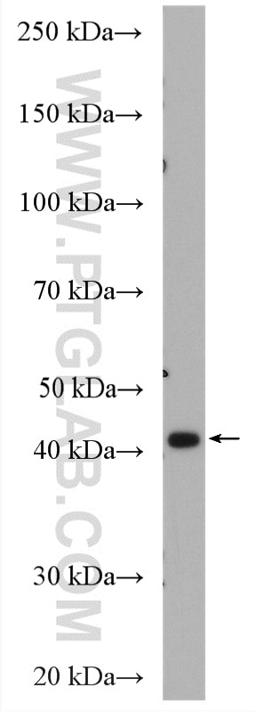 WB analysis of HEK-293 using 10378-1-AP