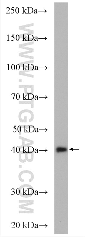 Western Blot (WB) analysis of HT-1080 cells using NEK6 Polyclonal antibody (10378-1-AP)