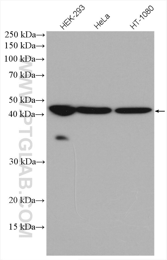 Western Blot (WB) analysis of various lysates using NEK6 Polyclonal antibody (10378-1-AP)