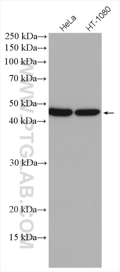 Western Blot (WB) analysis of various lysates using NEK6 Polyclonal antibody (10378-1-AP)