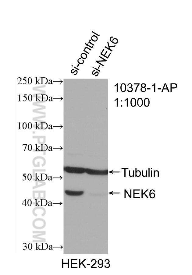 Western Blot (WB) analysis of HEK-293 cells using NEK6 Polyclonal antibody (10378-1-AP)