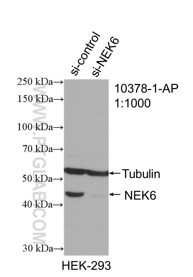 Western Blot (WB) analysis of HEK-293 cells using NEK6 Polyclonal antibody (10378-1-AP)