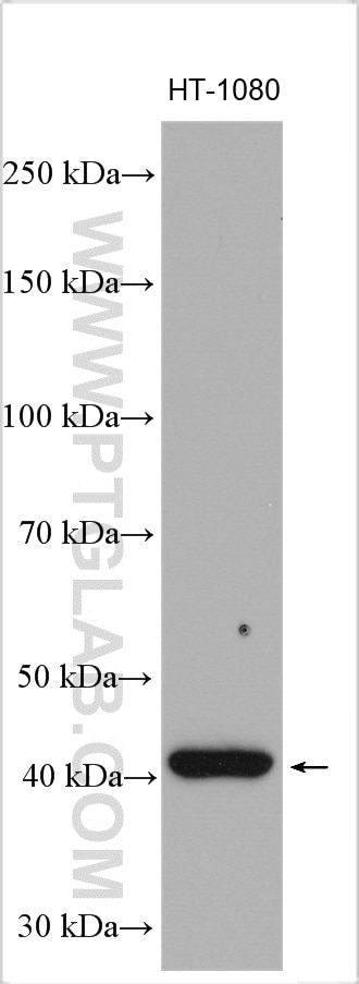 Western Blot (WB) analysis of HT-1080 cells using NEK6 Polyclonal antibody (10378-1-AP)