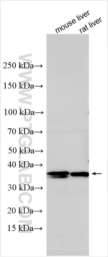 Western Blot (WB) analysis of various lysates using NEK6 Polyclonal antibody (28070-1-AP)