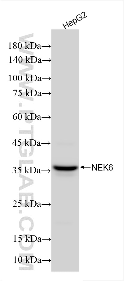 WB analysis using 85728-1-RR (same clone as 85728-1-PBS) Western Blot (WB) analysis of various lysates using NEK6 Recombinant monoclonal antibody (85728-1-RR)