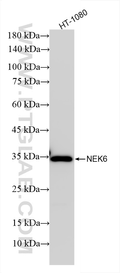 WB analysis using 85728-1-RR (same clone as 85728-1-PBS) Western Blot (WB) analysis of various lysates using NEK6 Recombinant monoclonal antibody (85728-1-RR)