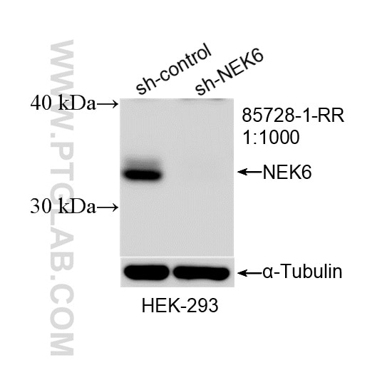 WB analysis of HEK-293 using 85728-1-RR (same clone as 85728-1-PBS) Western Blot (WB) analysis of HEK-293 cells using NEK6 Recombinant monoclonal antibody (85728-1-RR)