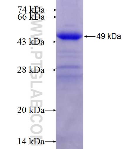 NEK6 fusion protein Ag0266 SDS-PAGE