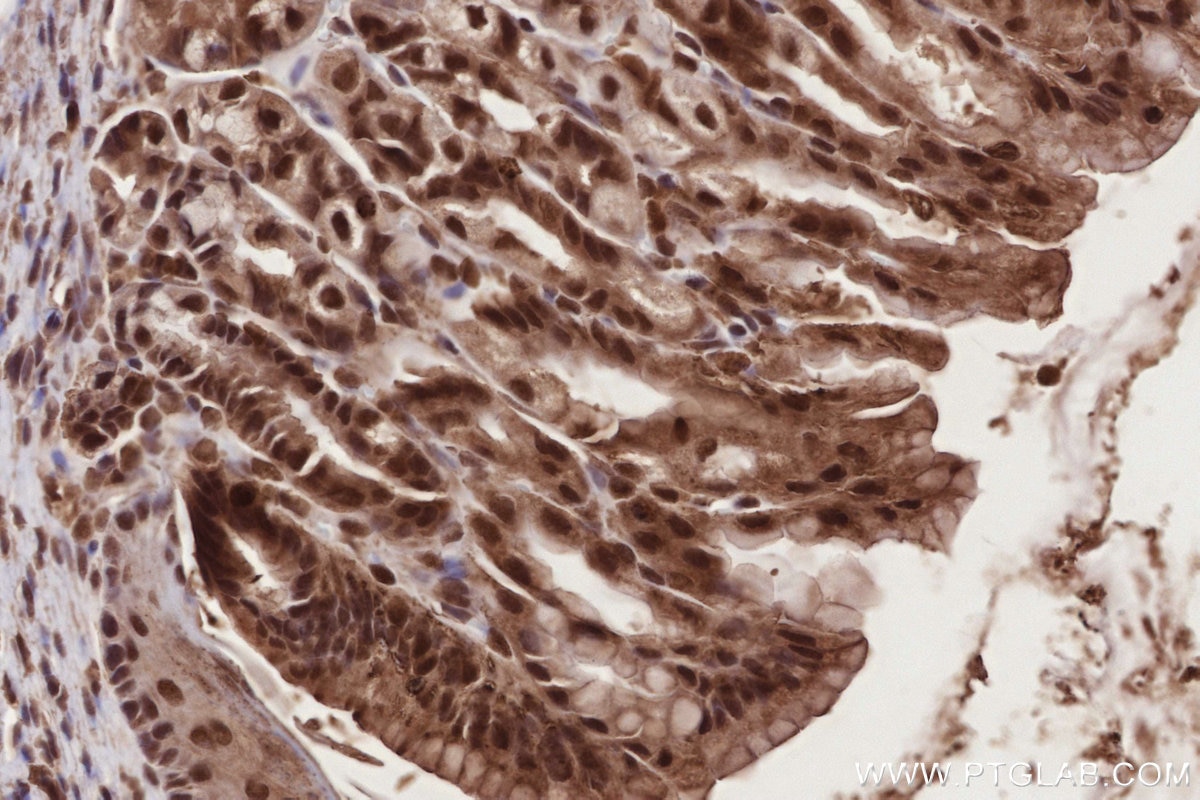 Immunohistochemistry (IHC) staining of mouse stomach tissue using NEK7 Polyclonal antibody (31422-1-AP)