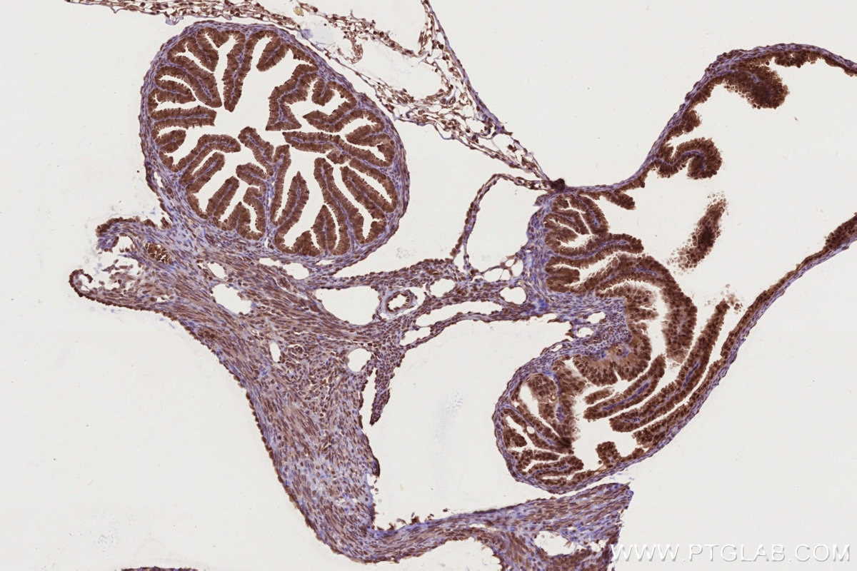 Immunohistochemistry (IHC) staining of mouse ovary tissue using NEK7 Polyclonal antibody (31422-1-AP)