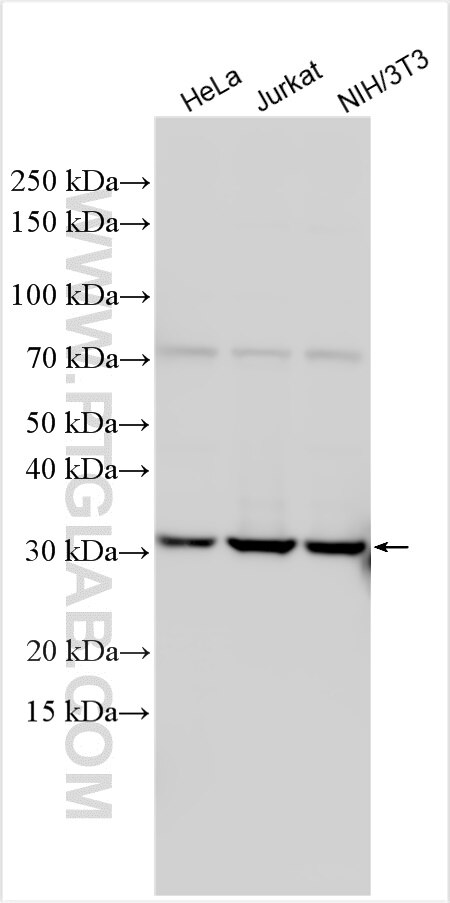 Western Blot (WB) analysis of various lysates using NEK7 Polyclonal antibody (31422-1-AP)