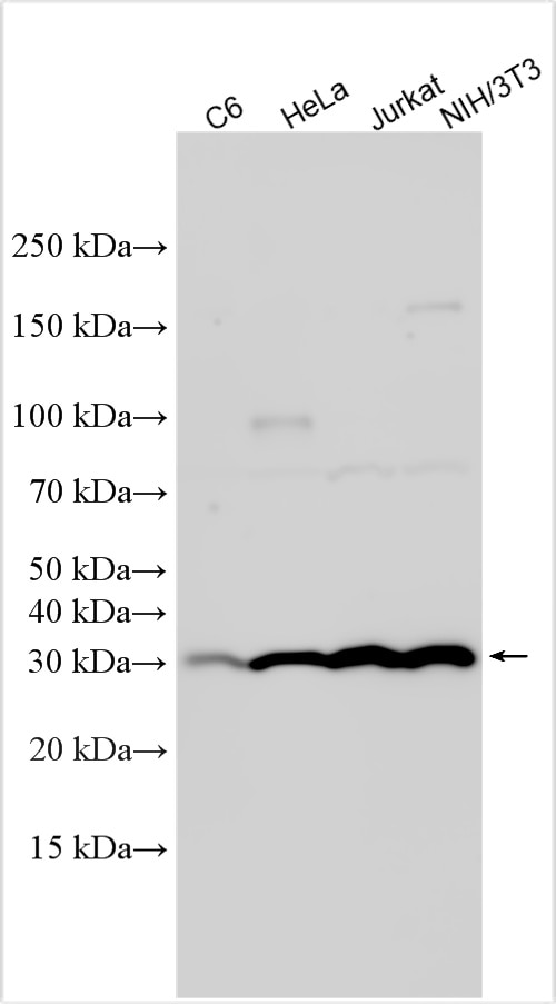 Western Blot (WB) analysis of various lysates using NEK7 Polyclonal antibody (31422-1-AP)