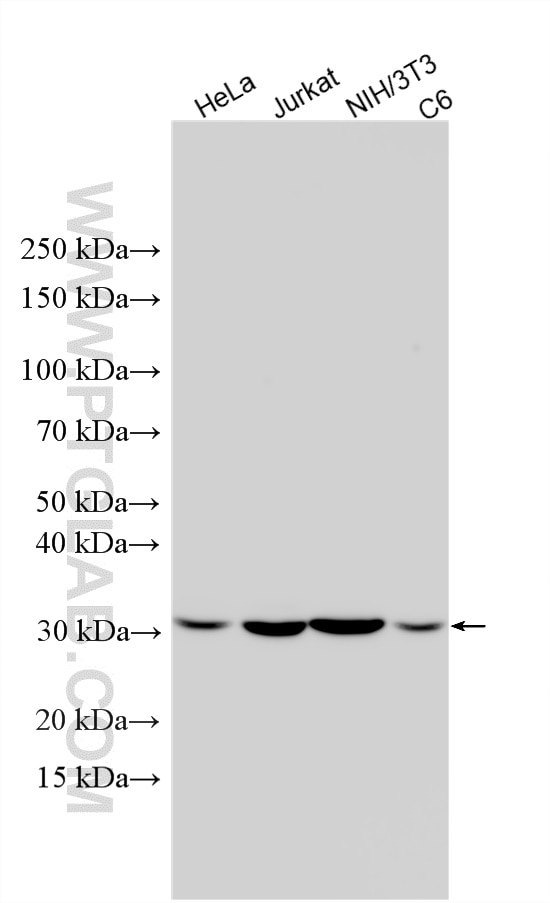 WB analysis using 31422-1-AP (same clone as 31422-1-PBS) Western Blot (WB) analysis of various lysates using NEK7 Polyclonal antibody (31422-1-AP)