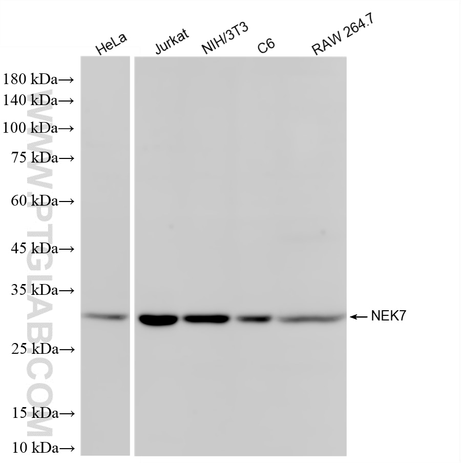 WB analysis using 87253-1-RR Western Blot (WB) analysis of various lysates using NEK7 Recombinant monoclonal antibody (87253-1-RR)