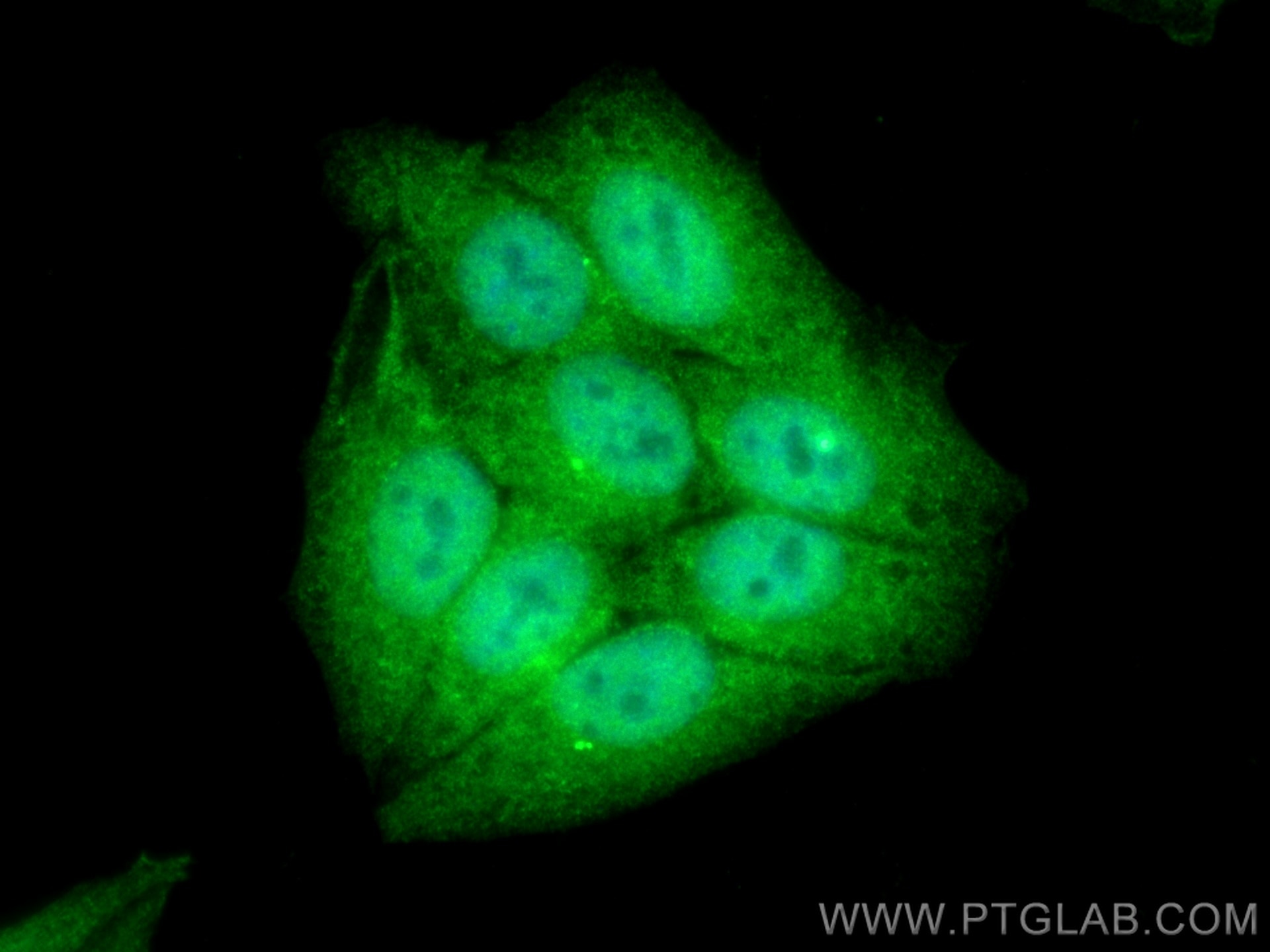 Immunofluorescence (IF) / fluorescent staining of HepG2 cells using NEK9 Polyclonal antibody (11192-1-AP)