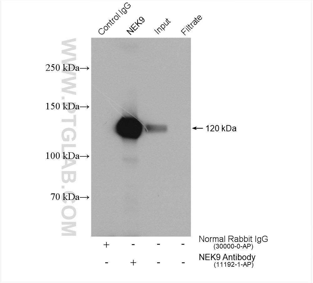 Immunoprecipitation (IP) experiment of HeLa cells using NEK9 Polyclonal antibody (11192-1-AP)
