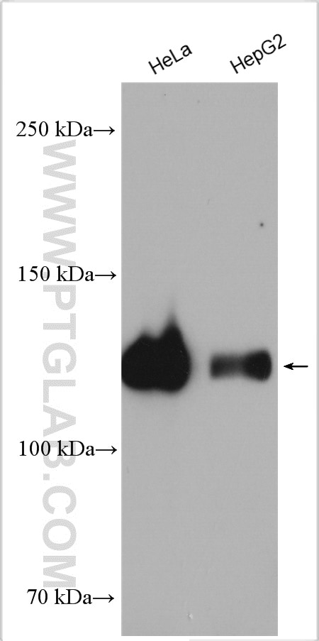 Western Blot (WB) analysis of various lysates using NEK9 Polyclonal antibody (11192-1-AP)