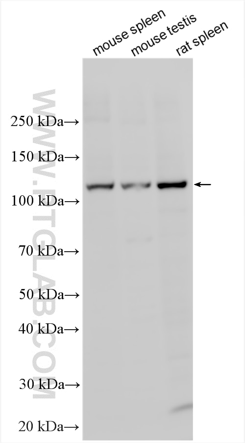 WB analysis using 11192-1-AP Western Blot (WB) analysis of various lysates using NEK9 Polyclonal antibody (11192-1-AP)