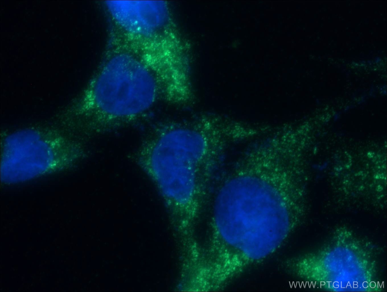 Immunofluorescence (IF) / fluorescent staining of COS-7 cells using NEK9 Polyclonal antibody (51057-2-AP)