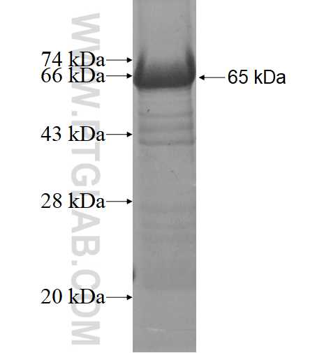 NEK9 fusion protein Ag1678 SDS-PAGE