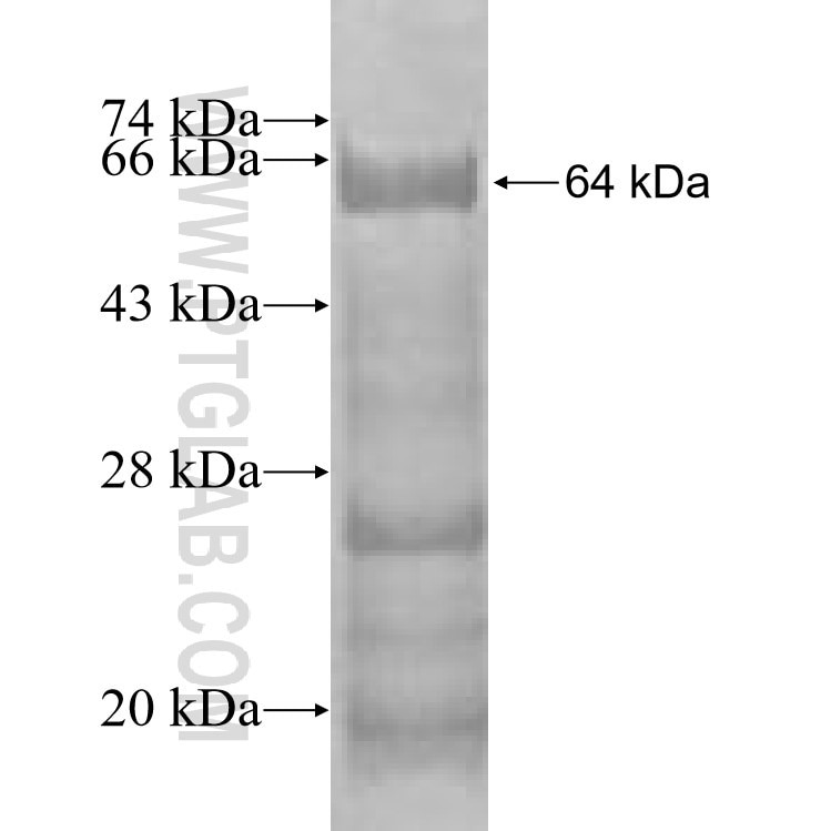 NEK9 fusion protein Ag1689 SDS-PAGE