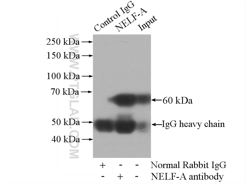 Immunoprecipitation (IP) experiment of mouse brain tissue using NELF-A Polyclonal antibody (10456-1-AP)