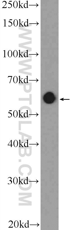 Western Blot (WB) analysis of HeLa cells using NELF-A Polyclonal antibody (10456-1-AP)