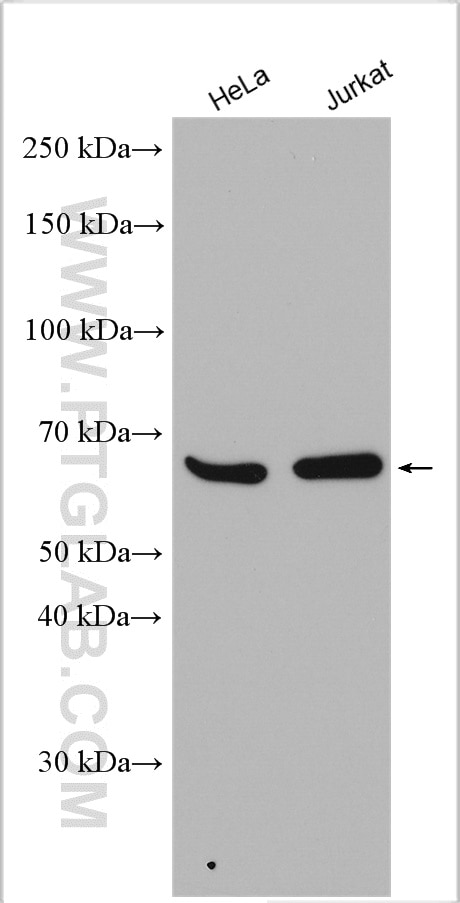 Western Blot (WB) analysis of various lysates using NELF-A Polyclonal antibody (10456-1-AP)