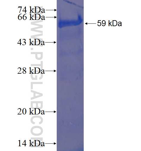 NELF-A fusion protein Ag0708 SDS-PAGE