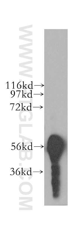 Western Blot (WB) analysis of mouse testis tissue using NELF Polyclonal antibody (12244-1-AP)