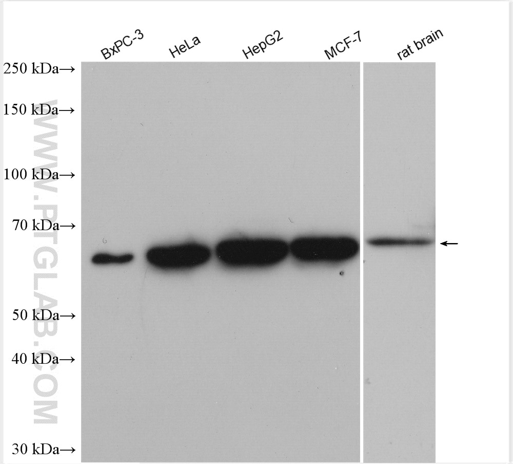 Western Blot (WB) analysis of various lysates using NELFB Polyclonal antibody (16418-1-AP)
