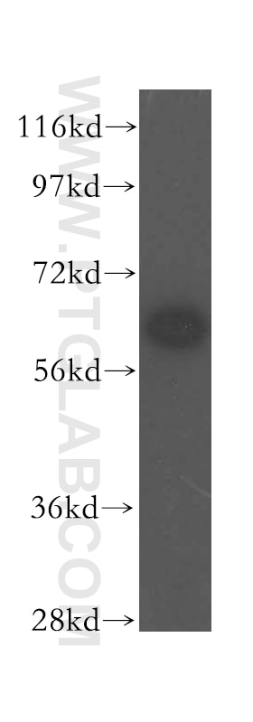 NELFB Polyclonal antibody