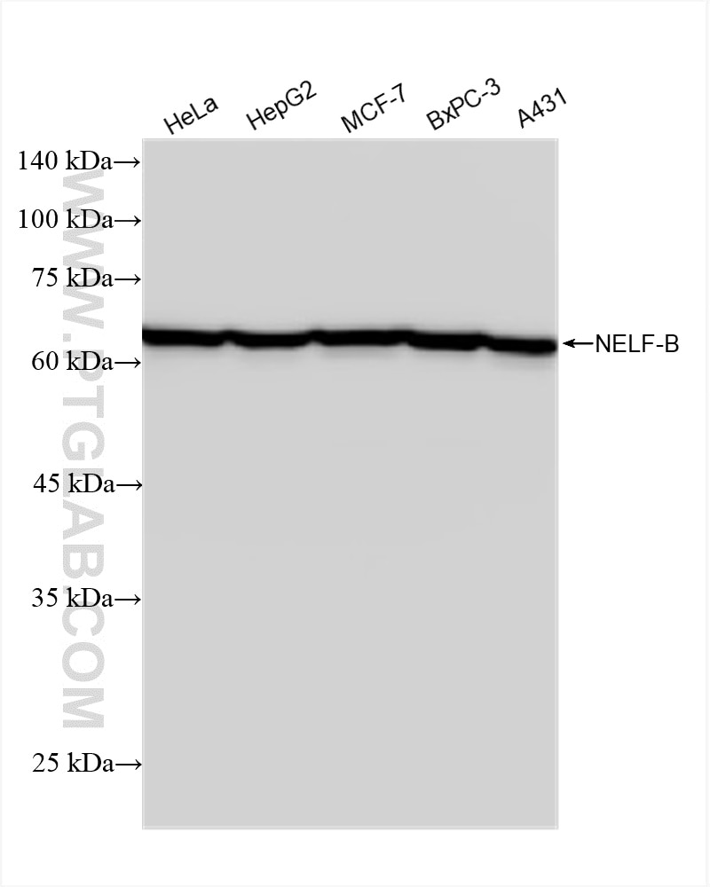 Western Blot (WB) analysis of various lysates using NELF-B Recombinant antibody (84135-2-RR)