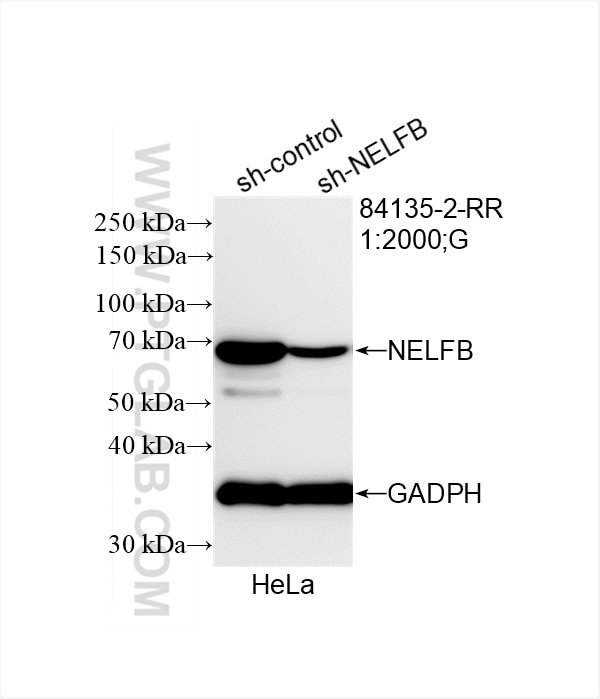 Western Blot (WB) analysis of HeLa cells using NELFB Recombinant antibody (84135-2-RR)